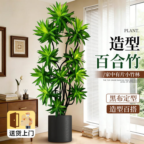 百合竹客厅真绿植老桩造型可选货
