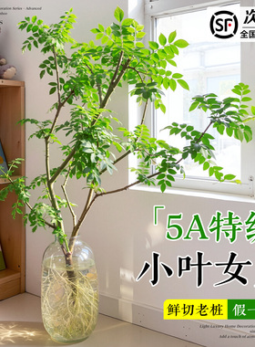 小叶女贞水培植物老桩造型树室内绿植好养活四季常青观叶观茎植物