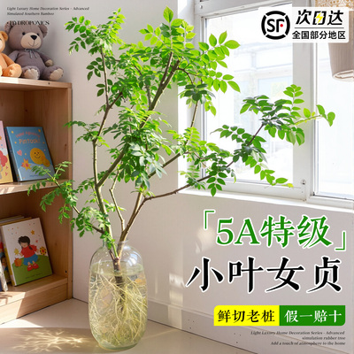 【小叶女贞】网红同款水培绿植