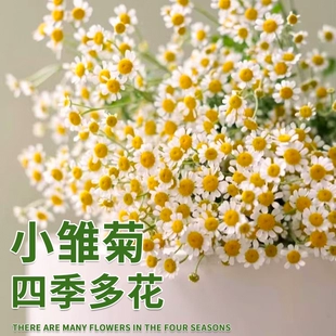 小雏菊花卉植物室内花种子太阳花种孑玛格丽特花苗种孓籽四季 开花