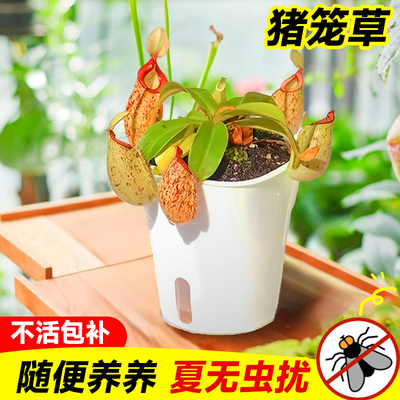 猪笼草盆栽食虫植物室内