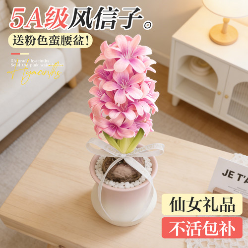 5A风信子种球精美盆器不活包补