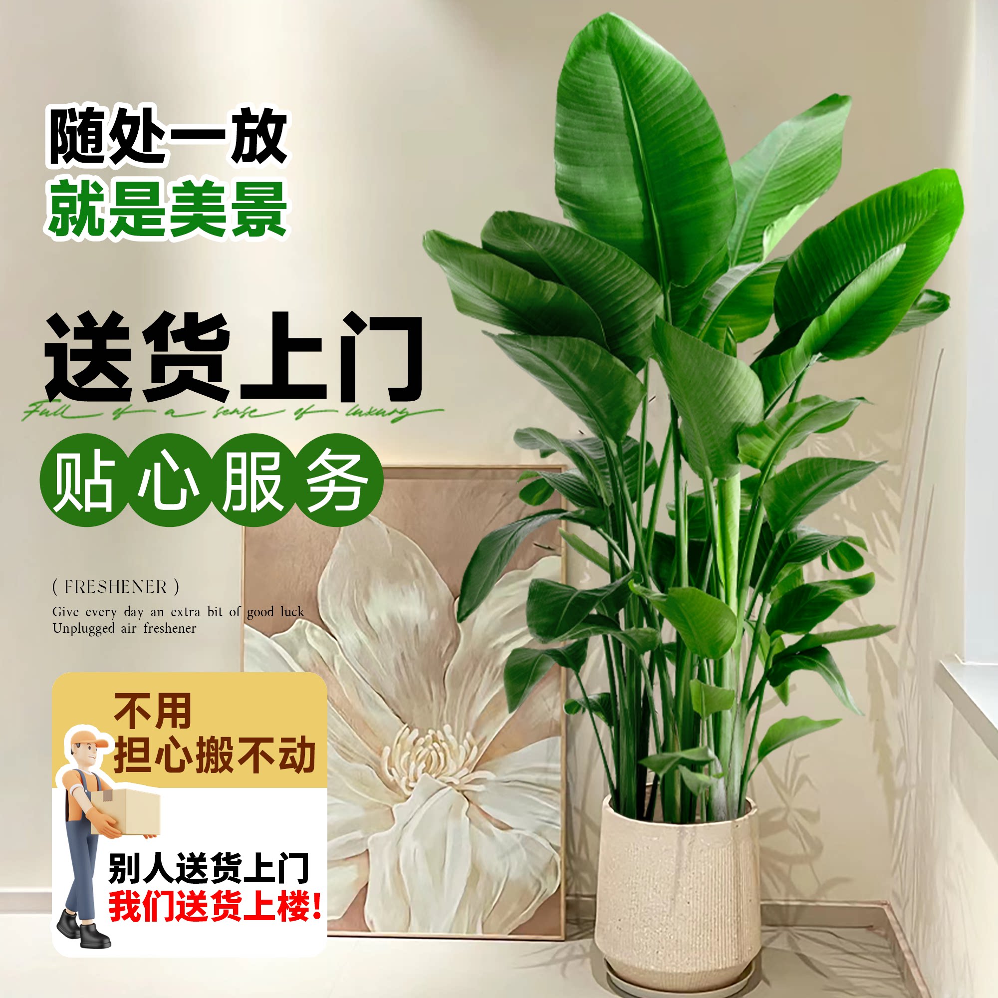 堂公鸟客厅绿栽植盆大型植物天堂鸟大办室内落地大号花卉好天养禄