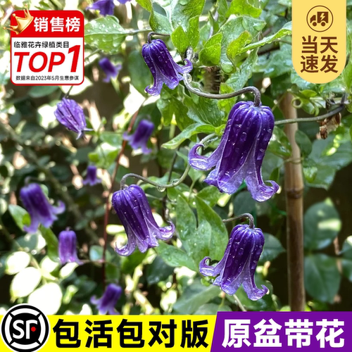 如古铁线莲花苗紫铃铛花四季好养