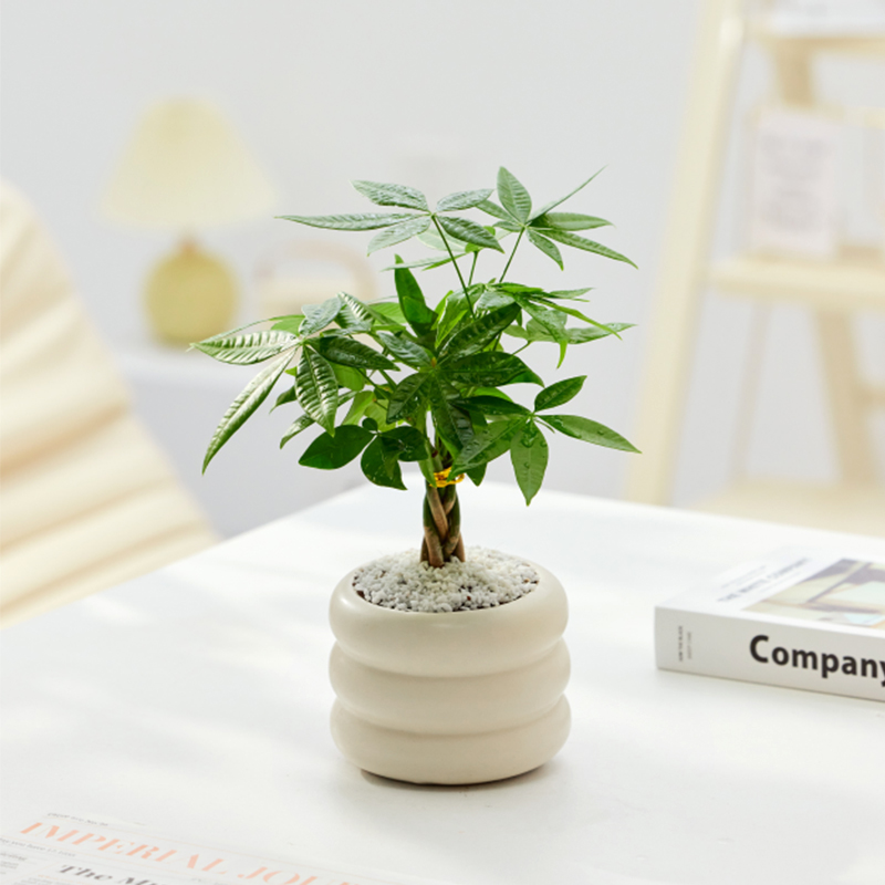 北欧ins风格绿植室内盆栽小摆件