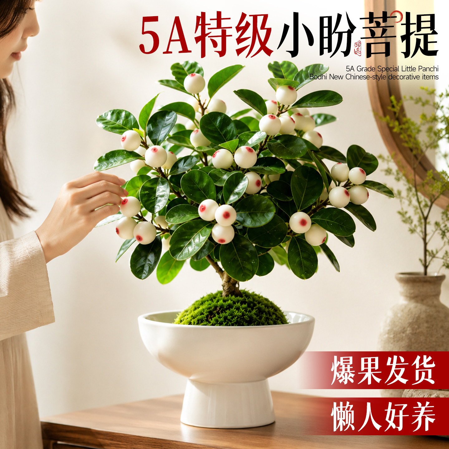 小盼菩提苔藓球盆栽带果室内禅意绿植办公室桌面好养四季常青盆景