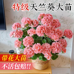 天竺葵盆栽带花苞四季重瓣花卉阳台室内好养易活懒人花苗植物开花