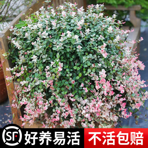 花叶络石垂吊兰绿植物盆栽