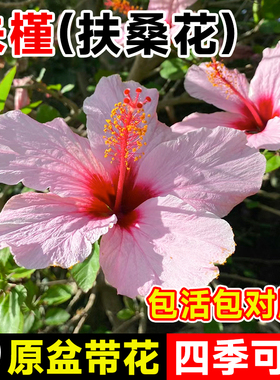 粉色朱槿花苗扶桑花盆栽室内花卉绿植盆栽阳台庭院植物四季开花木