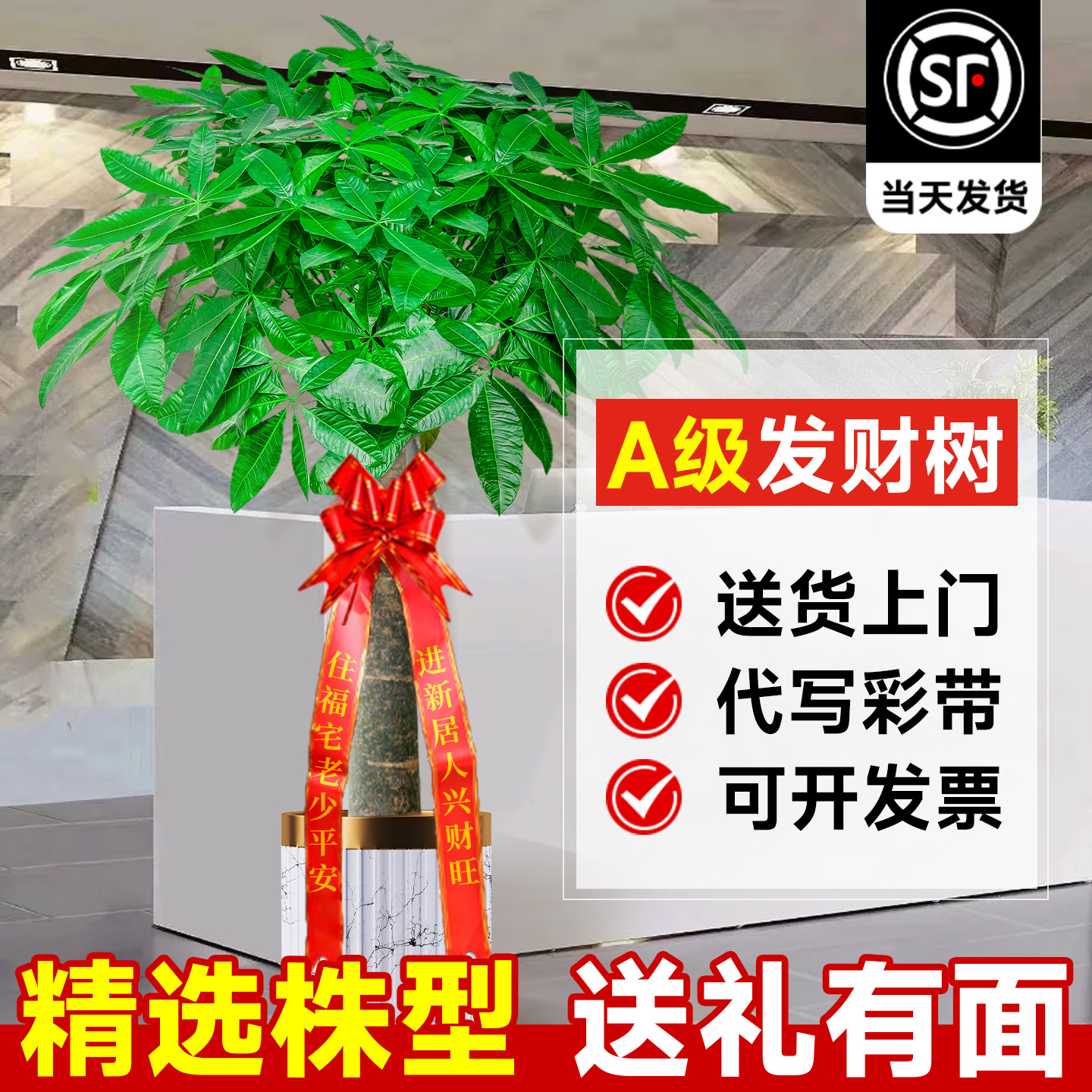 【A级品质】发财树客厅大盆栽