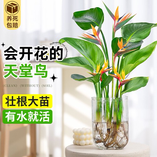 水培植物天堂鸟鹤望兰室内好养活