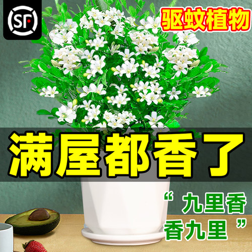 九里香好养活驱蚊四季开花