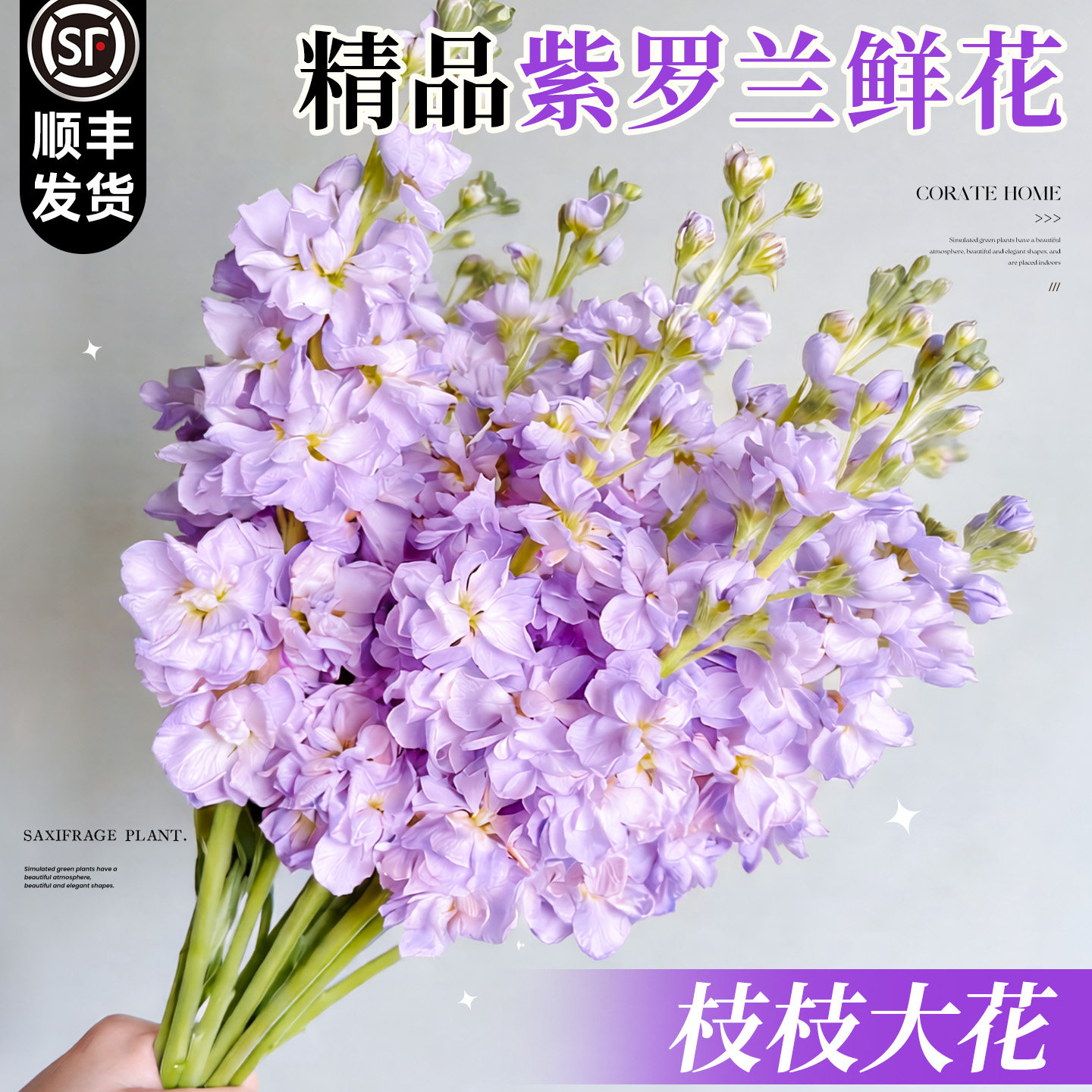 紫罗兰鲜花云南基地直发母亲节超长花期好养鲜切花家用真花卉鲜花