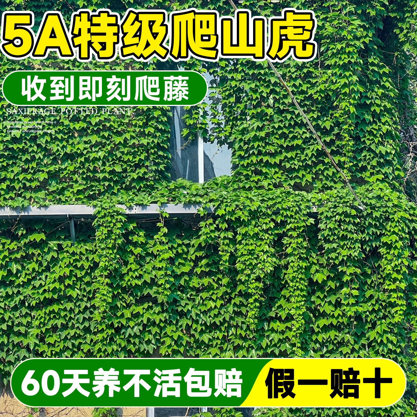 爬山虎爬藤植物爬墙虎树苗不落叶四季耐寒室外庭院爬藤蔓花卉盆栽