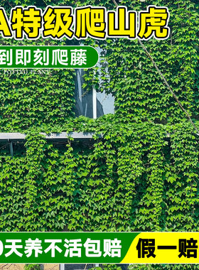 【5A特级】爬山虎大苗当季爬满院