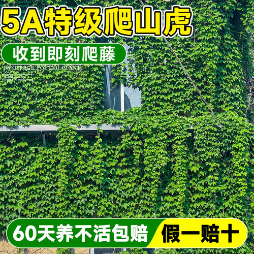 【5A特级】爬山虎大苗当季爬满院