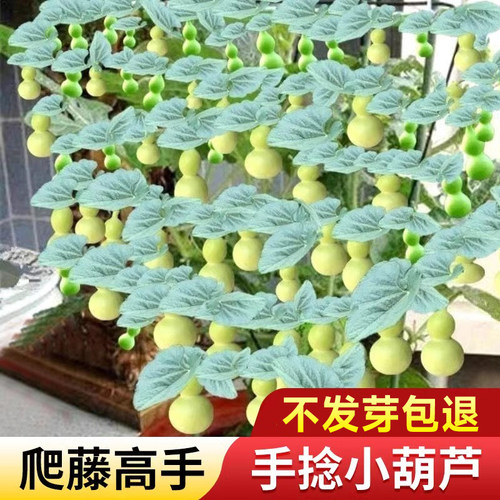手捻小葫芦籽种文玩葫芦盆栽种籽
