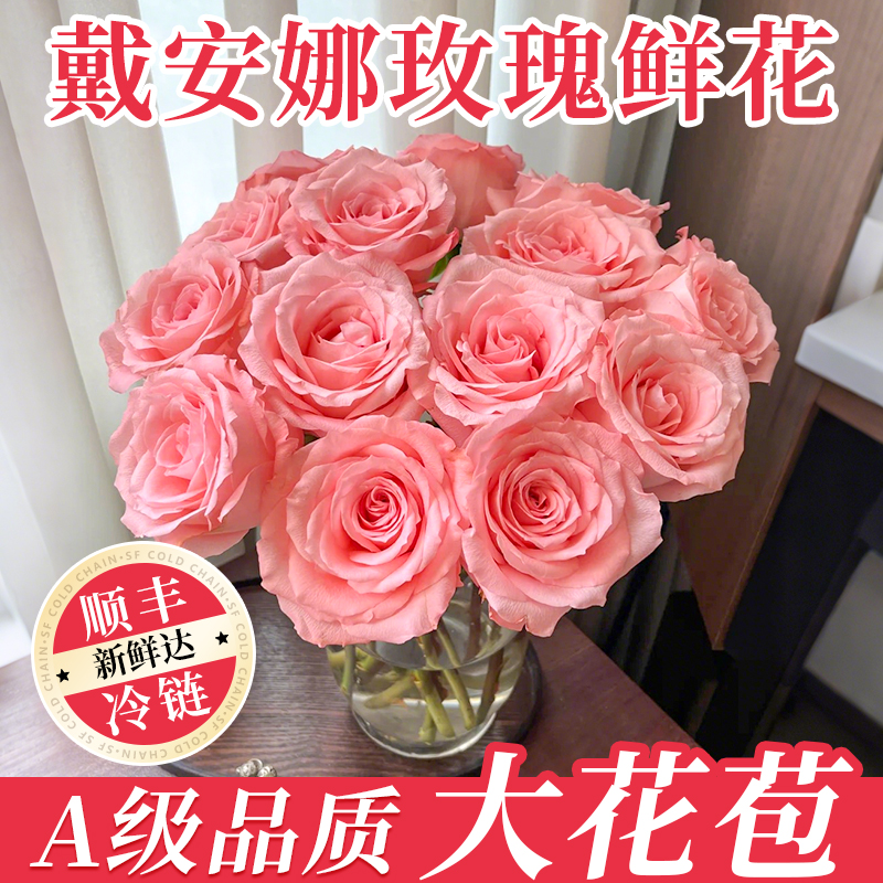 顺丰速运超大花苞戴安娜玫瑰鲜花