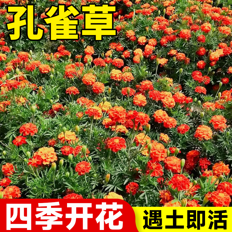 孔雀草花籽万寿菊金盏菊太阳花种籽子孑室外阳台四季矮花播种开花