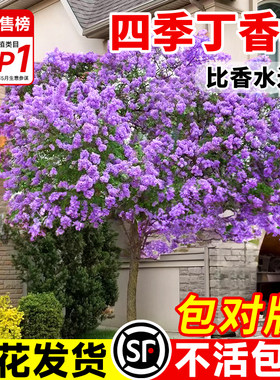 丁香花树苗开花盆栽四季易活耐寒