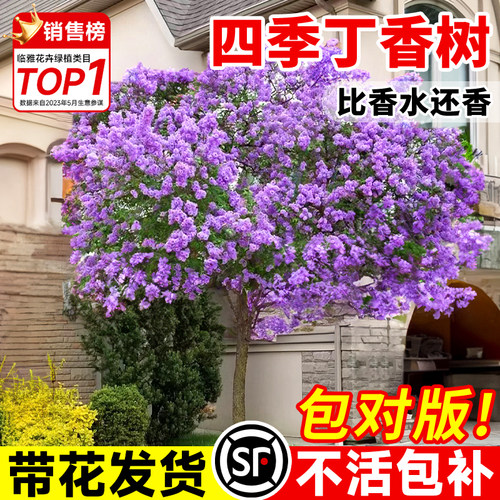 丁香花树苗开花盆栽四季易活耐寒