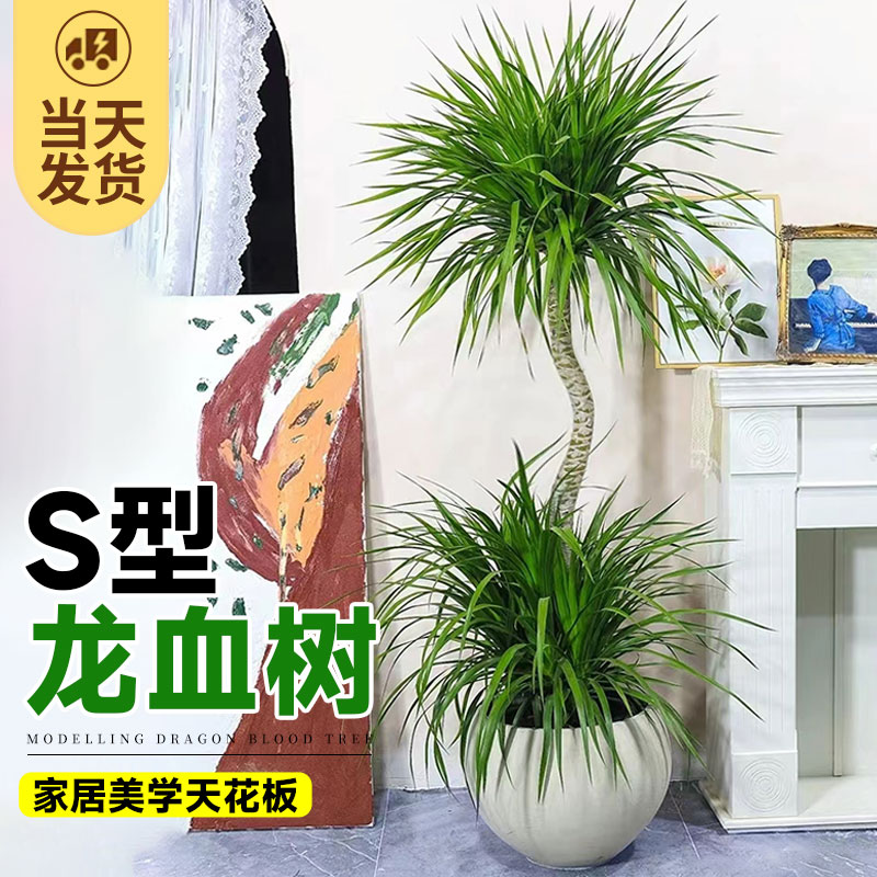 造型龙血树客厅绿植网红龙须树大型植物办公室落地禄植盆栽吸甲醛 鲜花速递/花卉仿真/绿植园艺 大型绿植/成品组合盆栽 原图主图