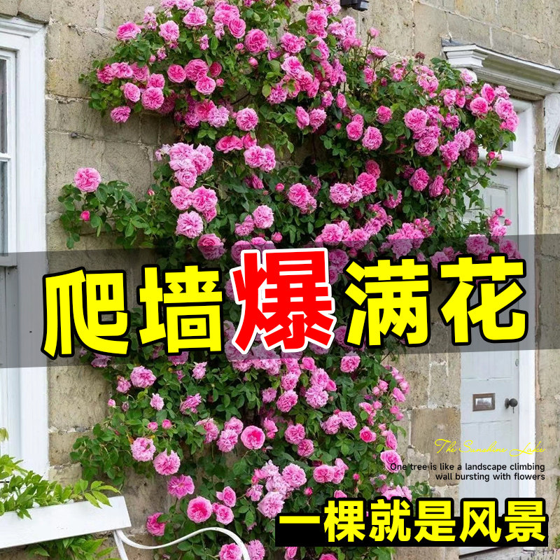 藤本月季蔷薇花苗爬藤四季母系大苗别墅庭院爬墙爬藤盆栽开花花卉