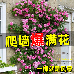 藤本月季蔷薇花苗爬藤四季母系大苗别墅庭院爬墙爬藤盆栽开花花卉