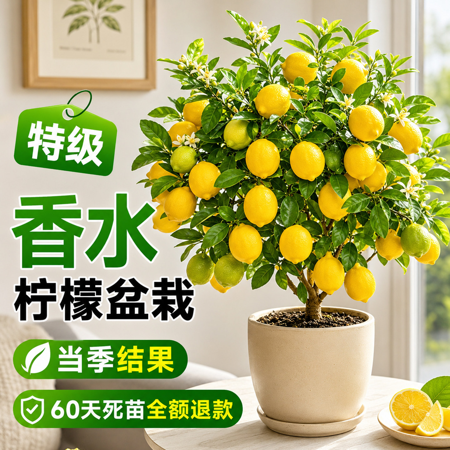 正宗香水柠檬树老桩盆栽带果树苗绿植可食用四季结果阳台好养易活