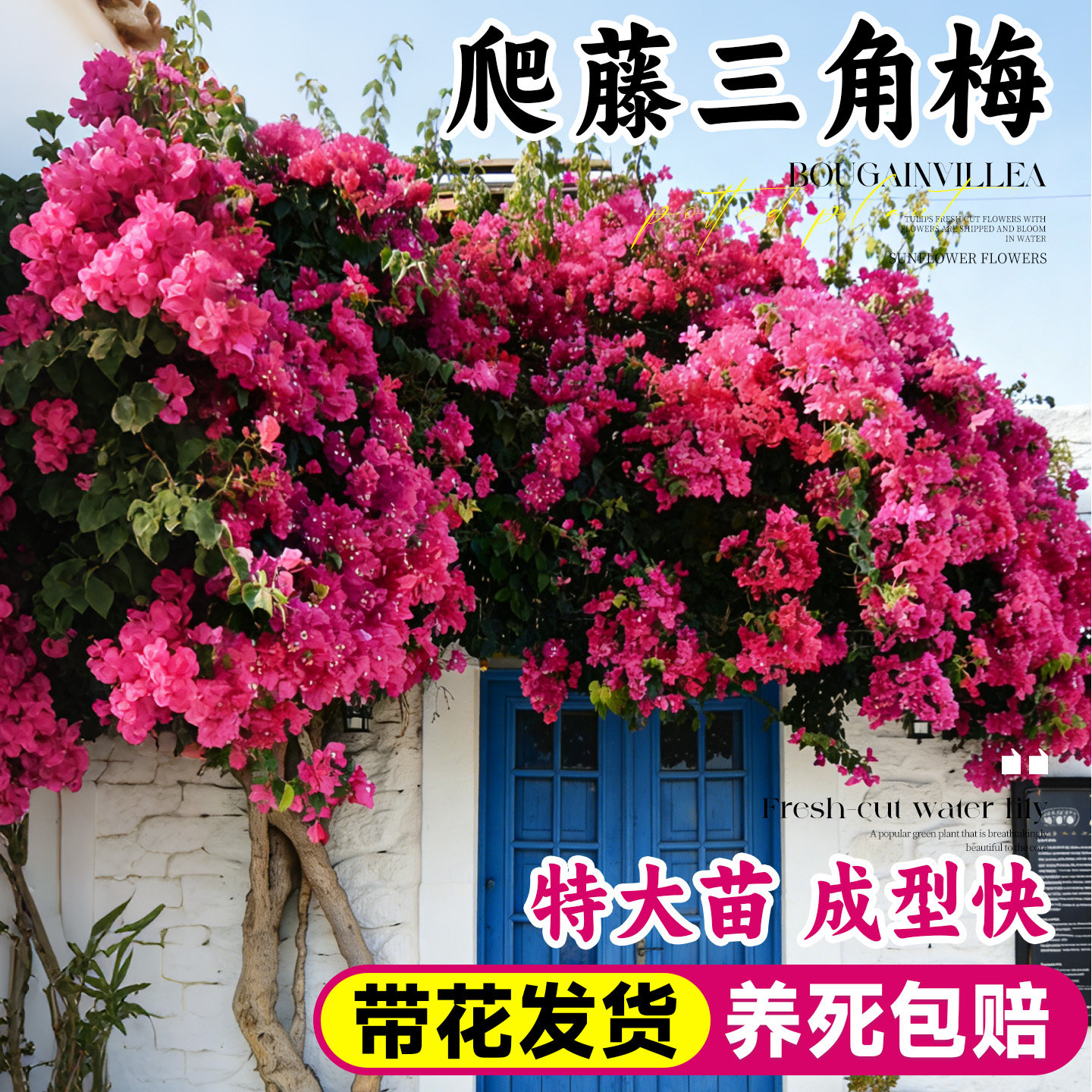 重瓣爬藤三角梅四季带花苞开花盆栽漳红樱老桩庭院树苗绿植物花卉,鲜花速递/花卉仿真/绿植园艺,时令草本花卉,淘宝优惠券,粉丝福利购,淘宝优惠卷