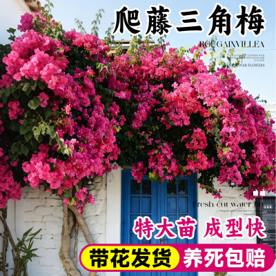 重瓣爬藤三角梅带花发货快速爬墙