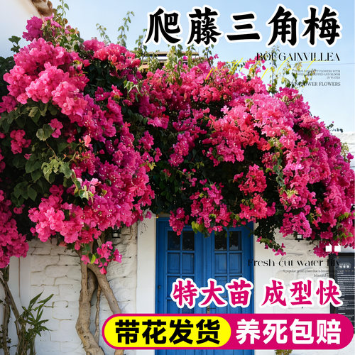 重瓣爬藤三角梅带花发货快速爬墙