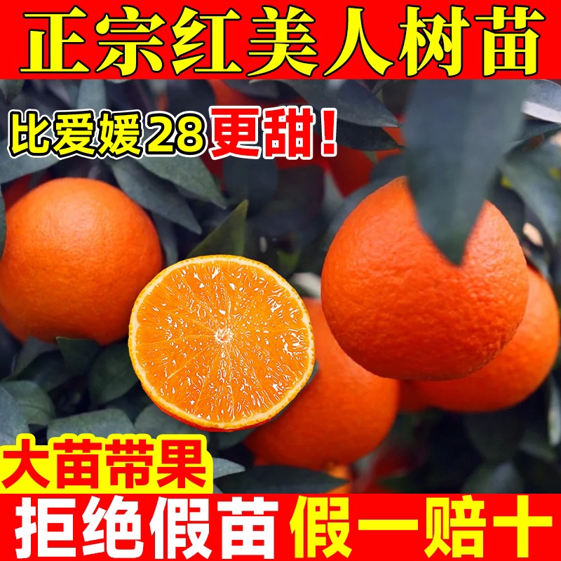 正宗红美人柑橘树苗带芽苞包成活