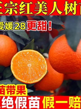 正宗红美人柑橘树苗象山爱媛28号果冻橙果树甜甸甸爆汁手剥橙果苗