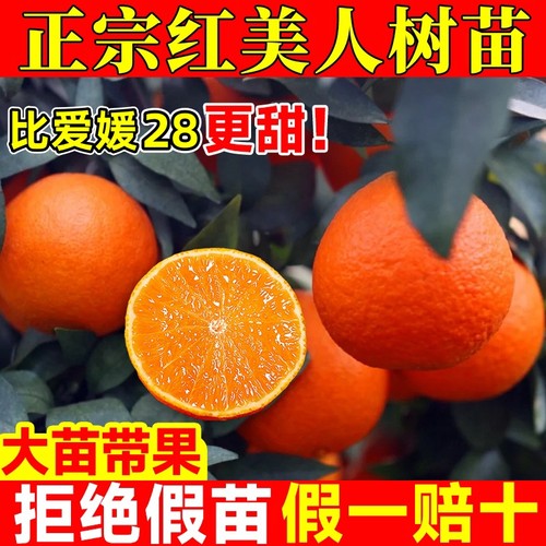正宗红美人柑橘树苗带芽苞包成活