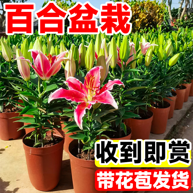 百合花盆栽带花苞花卉植物室内阳台香水百合树苗种球四季开花好养