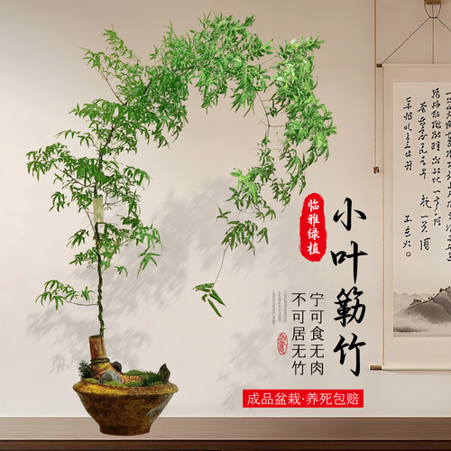 小叶簕竹成品盆景竹子老桩
