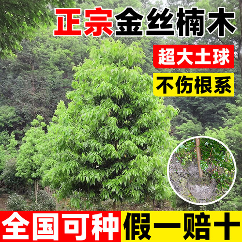 正宗金丝楠木树苗庭院名贵树盆栽