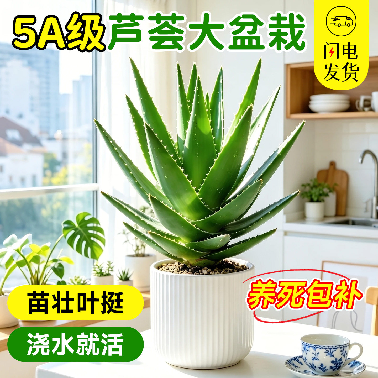 芦荟盆栽库拉索室内可食用净化空气大号绿植办公多肉药用四季好养