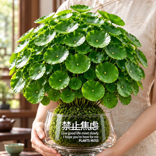 6A级铜钱草苔藓球不活包补