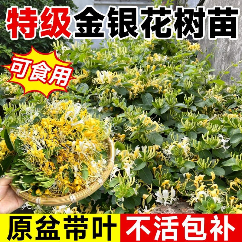可食用金银花树苗浓香四季开花卉盆栽阳台庭院爬藤植物老桩带花苞,鲜花速递/花卉仿真/绿植园艺,时令草本花卉,淘宝优惠券,粉丝福利购,淘宝优惠卷