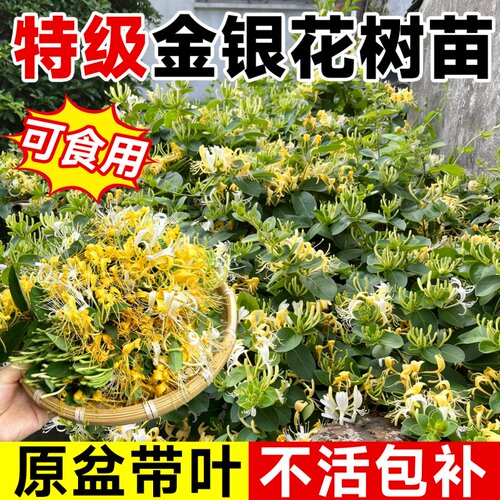 食用金银花树苗浓香四季开盆栽