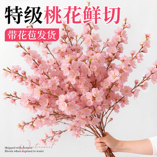 水培植物鲜切桃花枝鲜花云南基地直发家用插花干枝室内水养鲜花卉
