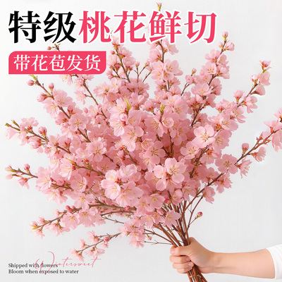 【桃花鲜切枝】花苞发货遇水爆开
