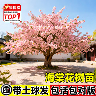 海棠树苗庭院地栽大树北美垂丝西府海棠花卉四季种植耐寒开花植物