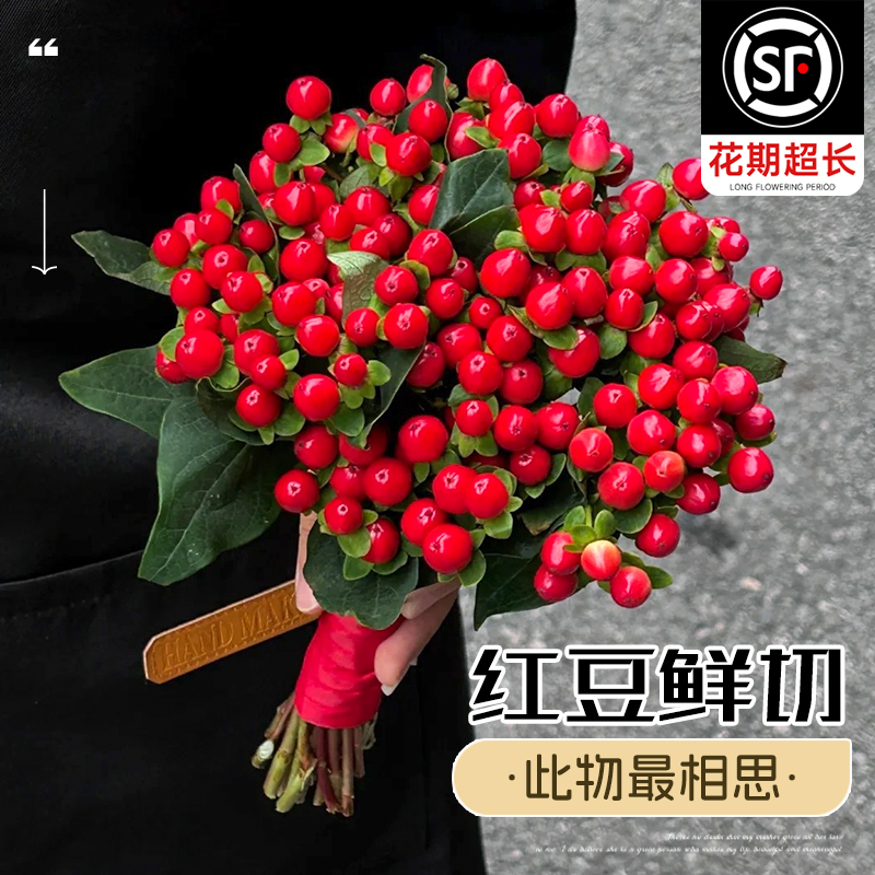 红豆鲜切花期超长此物最相思