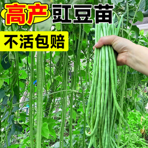 长豆角苗四季豆豇豆种苗蔬菜苗秧苗大全适合春天种的菜苗种子种籽