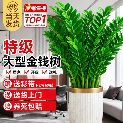 特大花盆金钱树室内好养旺宅送礼