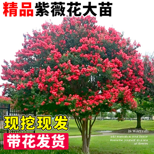 临雅紫薇花大苗紫薇花树苗