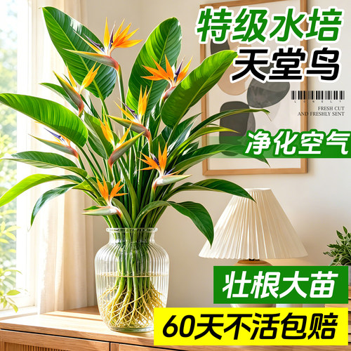 特级水培天堂鸟净化空气不活包赔